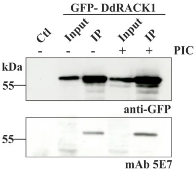 Figure 15 DdRACK1 is a phosphotyrosine-containing protein. Western blot analysis was  performed  with  proteins  from  immunoprecipitated  GFP-DdRACK1  cell  lysates  (upper  panel) prepared in the presence or absence of phosphatase inhibitor cocktail (PIC