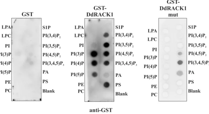 Figure 16 DdRACK1 binds to Phosphoinositides. PIP-Strip-membranes were incubated  for  1  h  at  room  temperature  with  1  µg/ml  GST  (control),  DdRACK1  and  