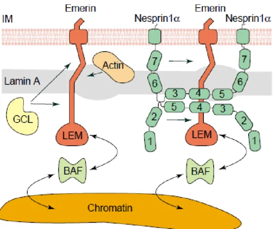 Figure  2:  Illustration  of  LEM  interactions.  Emerin  is  anchored  at  the  INM  and  interacts with lamin A, GCL (germ-cell-less), BAF, actin and a Nesprin-1α dimer