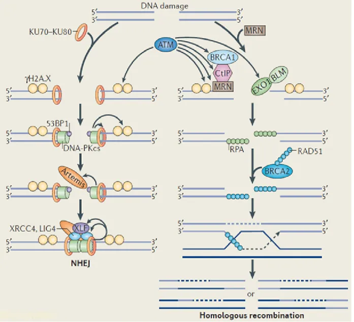 Figure 5: Overview of DNA DSBs repair pathways. DSBs in the DNA are induced  by damaging agents