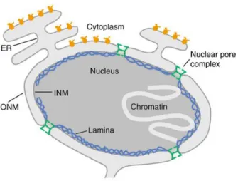 Figure 1.1 The nuclear envelope encloses the genetic material in eukaryotes.  