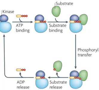 Abbildung 1.1: Die Proteinphosphorylierung