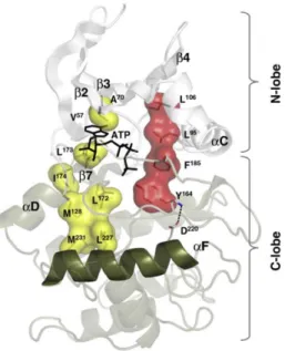Abbildung 1.5: Die Spines einer aktiven Proteinkinase