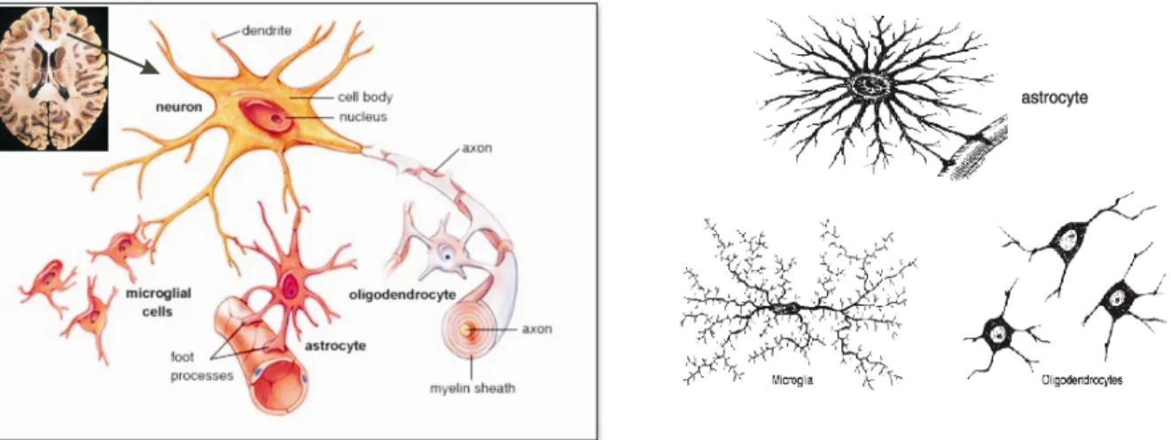 Figure 1: Neuron and glial cells in the brain. Left; Oligodendrocytes wrapping myelin sheath around  neuronal  axons,  astrocytes  are  attached  to  blood  capillaries,  neurons  and  microglial  cells,  Right; 