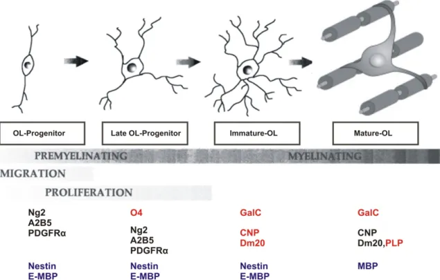 Figure  2:  Developmental  stages  of  oligodendrocytes  from  early  progenitors.  Different  cell  specific  gene markers expressed during oligodendrocyte maturation; OL=Oligodendrocyte