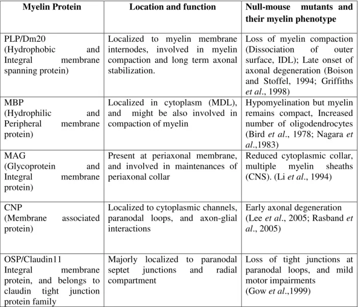 Table 1: Summary of the major myelin proteins and their functional significance in myelin 
