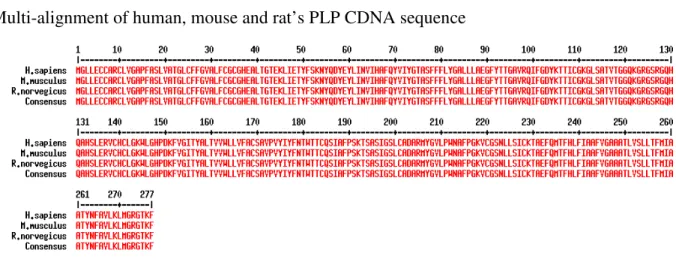 Figure 4: Alignment of human, mouse and rat protein sequences. 100% homology (consensus) is     