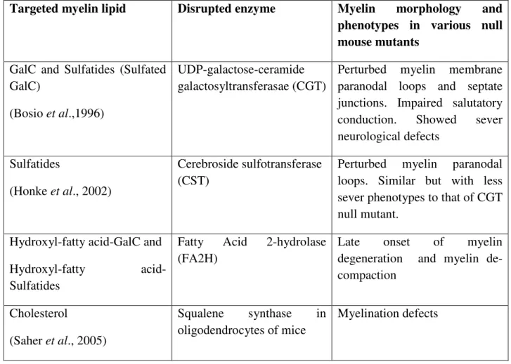 Table 2: Important lipids of myelin, their enzymes, and their role in myelin morphology   