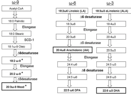 Figure 9: The cascade of PUFA biosynthesis by desaturases and elongases in mammals. 