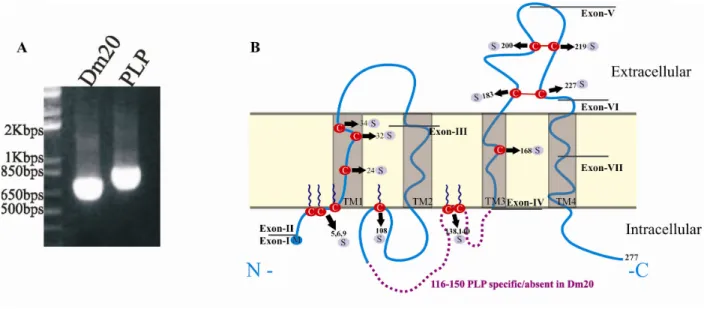 Figure 11: A) Agarose gel electrophoresis of cDNAs of PLP (825bp) and Dm20 (723bp) and DNA  Marker (Biolabs)