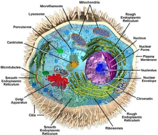Figure 1.1: Schematic representation of a eukaryotic cell. Every cell is enclosed by a selectively permeable membrane called the plasma membrane