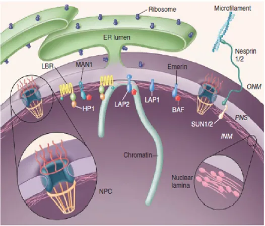 Figure 1.2: Nesprin-2 localization and its interaction partners in mammalin cells.