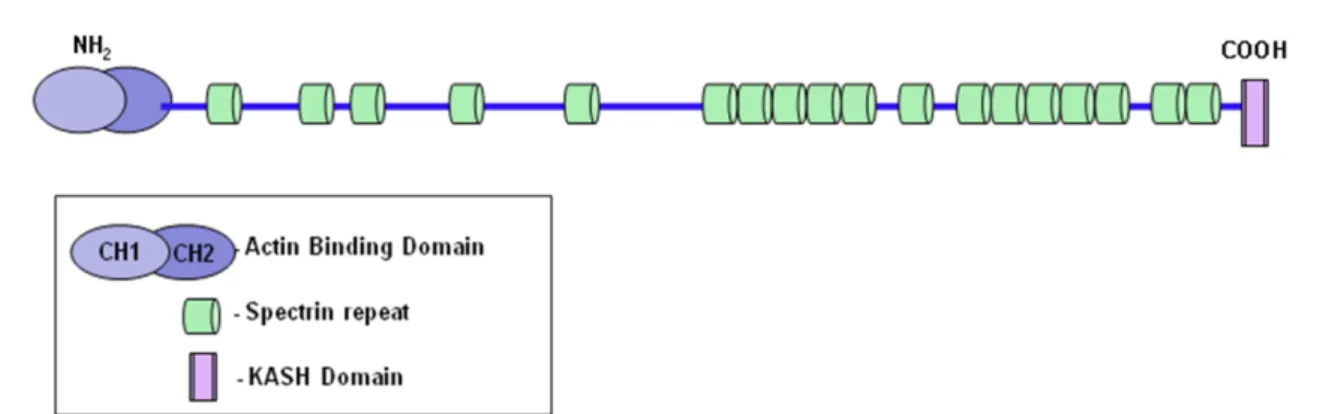 Figure 1.3: Structural features of Nesprin-2 Giant . Nesprin-2 Giant is composed of an N-terminal actin binding domain which is formed by two Calponin Homology domains, CH1 and CH2, followed by several spectrin
