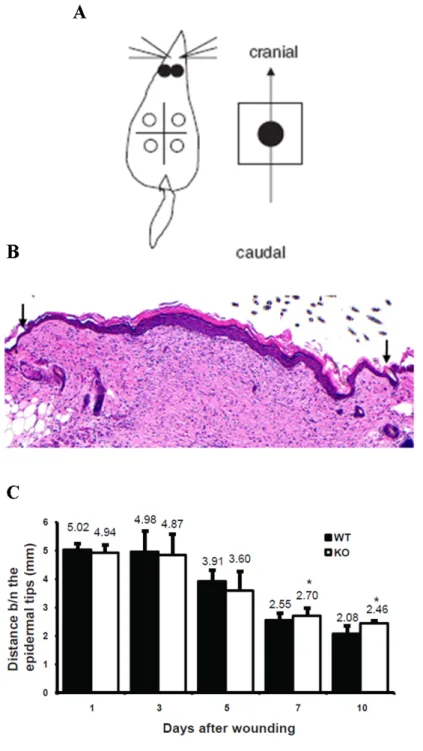 Figure 2.4: The distance between the two migrating epidermal tips showed a reduced healing in wounds from Nesprin-2 KO from 7 DAW to 10DAW compared to WT wounds