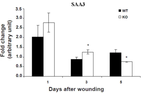 Figure 2.6: The expression of the inflammation related gene SAA3 is increased in Nesprin-2 KO wounds