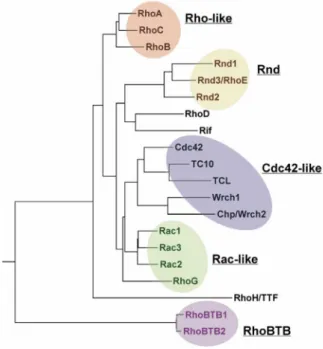 Figure 1.2: Phylogenetic tree of the Rho family of small GTPases. The family can be divided into six  subfamilies: RhoA-related, Rac-related, Cdc42-related, Rnd proteins, RhoH/TTF and RhoBTB proteins