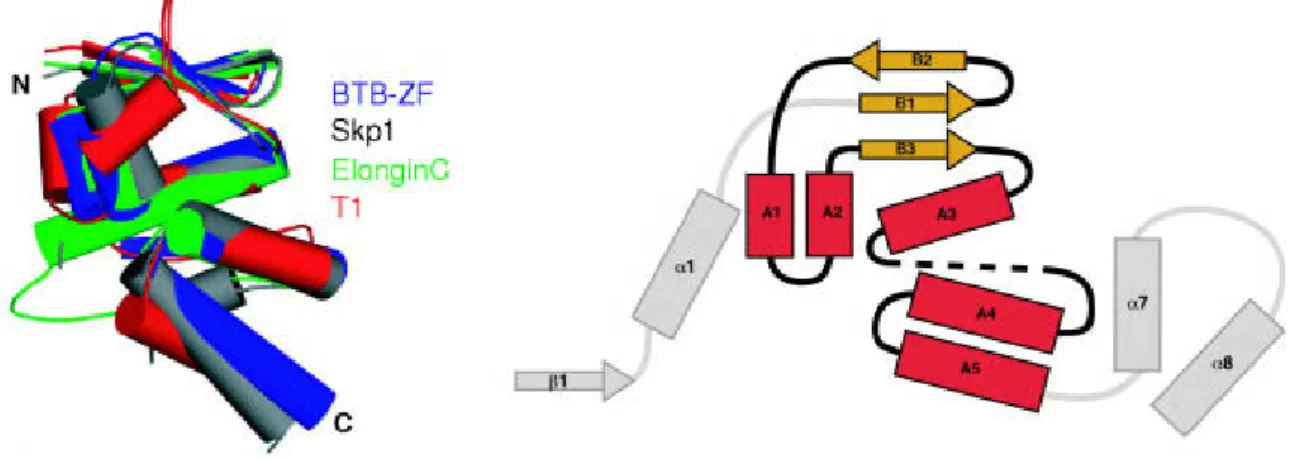 Figure 1.4: Structure of the BTB domain. The BTB core folds from the structures of BTB-Zinc-Finger  (BTB-ZF), Skp1, Elongin C and T1 are shown on the left hand panel