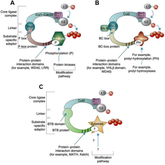 Figure 1.6: Cullin-dependent ubiquitin ligases share a similar architecture. A)    The archetypal SCF  complex contains Cul1, Skp1 and Rbx1/Roc1/Hrt1 and an F-box protein
