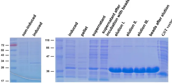 Figure 2.1: Expression and purification of GST-Ub. Ubiquitin was expressed as a GST fusion in E