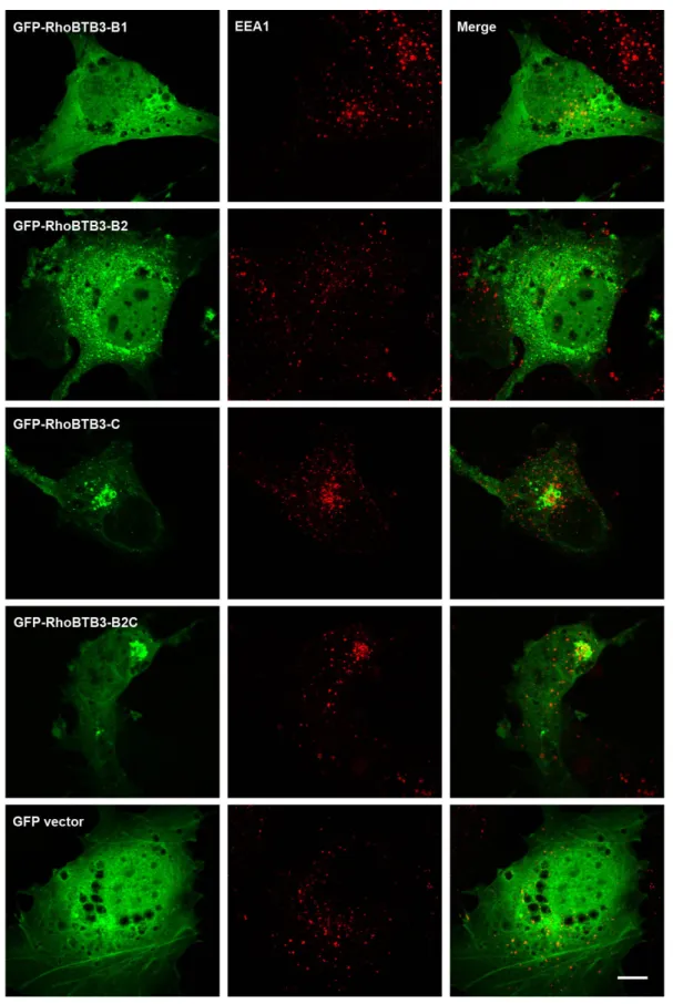 Figure 3.3: Co-localisation of RhoBTB3 domains with early endosomes. COS7 cells were transfected  with the indicated GFP fusions or empty GFP vector as a control