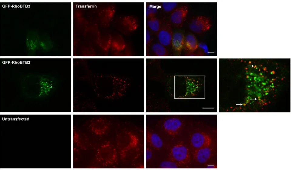 Figure 3.4: Co-localisation of RhoBTB3 with transferrin. HeLa cells were transfected with GFP-RhoBTB3 and 24 h after transfection incubated with Alexa  Fluor 546-labelled human transferrin, fixed and permeabilised with 0.5% saponin