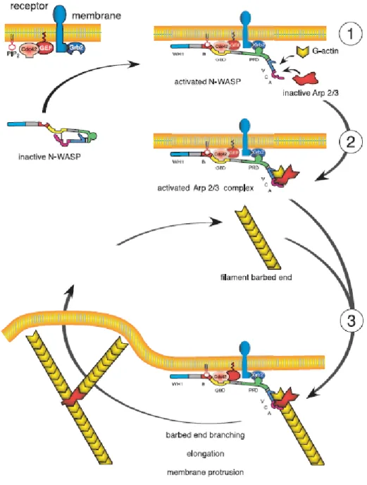 Figure 4. Arp2/3 mediated actin polmerisation at the leading edge. N-WASP is activated and targeted to the  membrane by signaling molecules (circled 1)