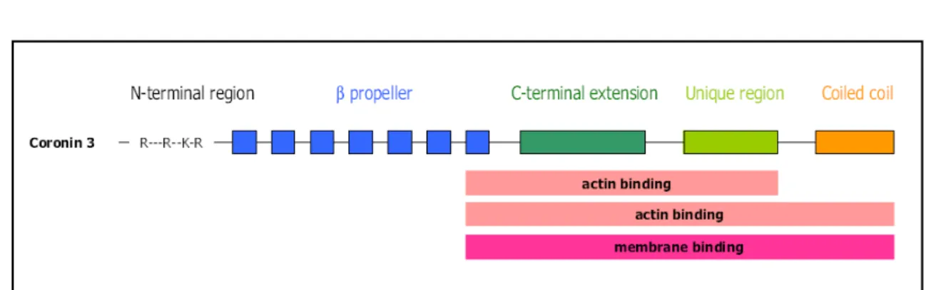 Figure 5. Human CRN2 domain organisation. Mapped membrane and actin binding sites are indicated