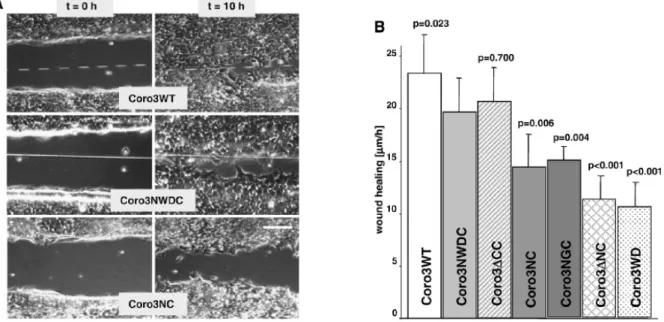 Figure 8. CRN2 knockdown using siRNA as well as expression of EGFP–CRN2 fusion proteins affect  wound healing