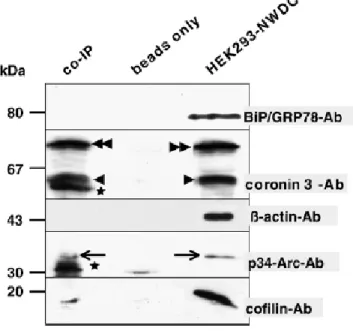 Figure 12. Endogenous CRN2, p34-Arc, and cofilin co-immunoprecipitate with EGFP–CRN2. HEK293  cells expressing EGFP–CRN2 were treated with latrunculin B and used for co-immunoprecipitations with an  anti-GFPmAb