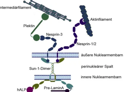Abb. 1.3 Der LINC Komplex verbindet nukleäre Komponenten mit dem Zytoskelett. Sun  Proteine bilden zusammen mit den Nesprinen eine Brücke mit der Komponenten des Kerns mit  dem Zytoskelett verbunden werden
