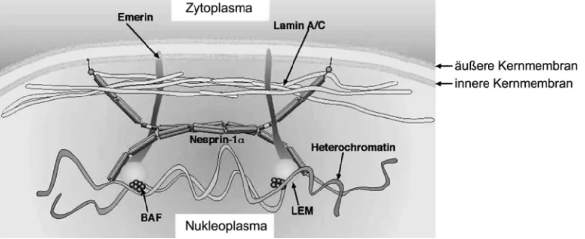 Abb. 1.4: Das LEM-Domänenprotein Emerin verbindet die innere Kernmembran über BAF  mit dem Chromatin
