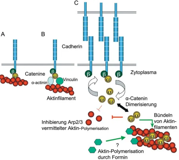Abb. 1.7 Struktur und Ausbildung von Adhärensverbindungen. (A+B) Im klassischen  Modell der Adhärensverbindungen werden die Transmembranproteine (Cadherine) direkt (A)  über die Catenine (α/ß) oder indirekt (B) über die Interaktion mit aktinbindenden Prote