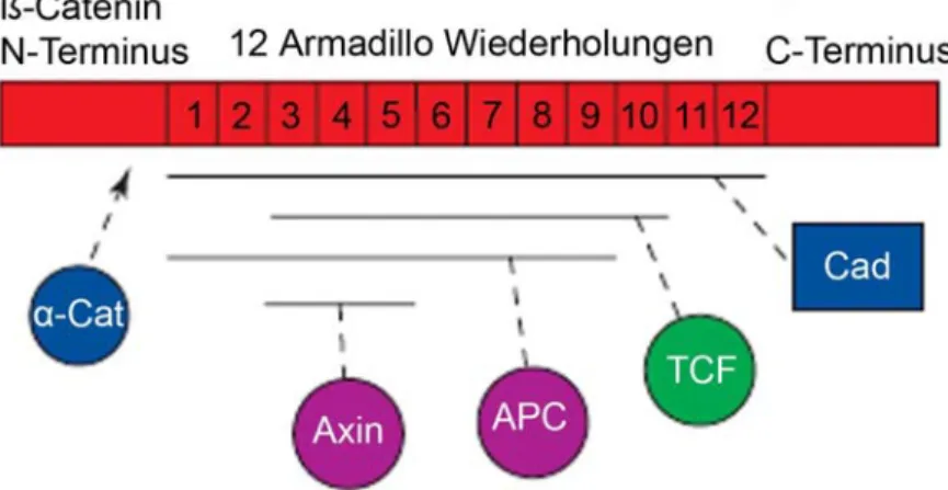 Abb. 1.8 Struktur und Bindungspartner von ß-Catenin. Der N-terminale Bereich ist ein  regulatorischer Bereich