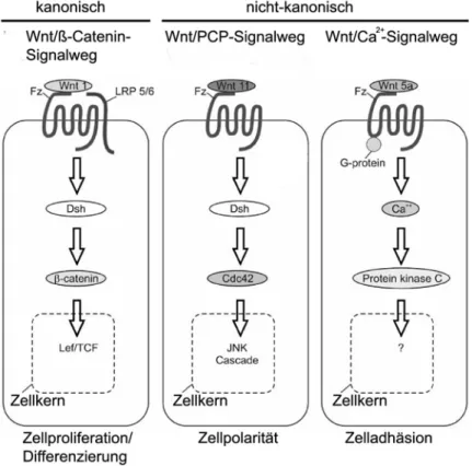 Abb. 1.9 Der Wnt-Signalweg. Bisher wurden drei unterschiedliche Signalwege beschrieben,  die in kanonische bzw