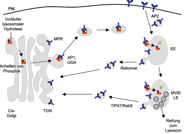 Abb. 1.1: Schematische Darstellung des MPR Transportes. Vorläufer lysosomaler Hydrolasen erhalten im Cis-Golgi eine Phosphorylierung an terminalen Mannoseresten, welches vom MPR erkannt und gebunden wird