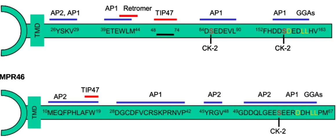 Abb. 1.2: Sortierungssignale in den zytoplasmatischen Domänen der MPRs. Die schematische Darstellung zeigt die Aminosäuresequenzen in den zytoplasmatischen Sequenzabschnitten der MPRs, die für die Bindung der Sortierungsfaktoren beschrieben sind.
