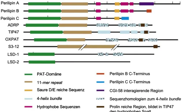 Abb. 1.4: Schematische Darstellung der Proteine der PAT-Familie. Die ersten sieben Proteine sind PAT-Proteine in Säugetieren; LSD-1 und LSD-2 (lipid storage droplet) sind die bisher bekannten Proteine in Drosophila melanogaster