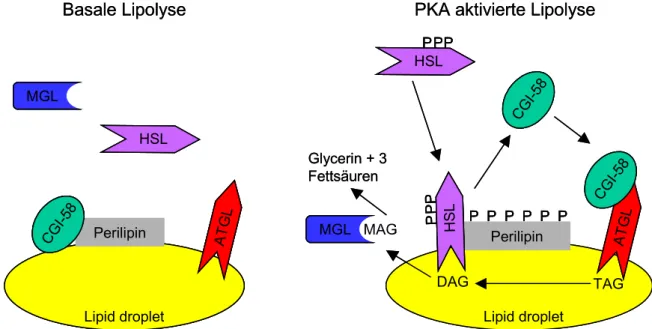 Abb. 1.5: Modell zur regulierten Lipolyse in Adipozyten. Im basalen Zustand bindet CGI-58 an Perilipin, die HSL liegt hauptsächlich zytosolisch vor