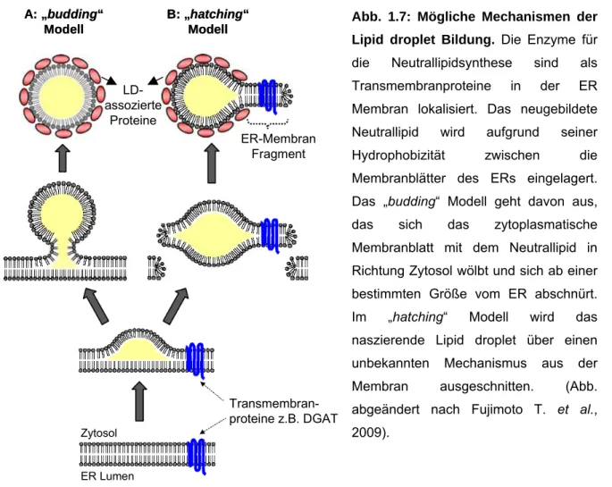 Abb. 1.7: Mögliche Mechanismen der Lipid droplet Bildung. Die Enzyme für die Neutrallipidsynthese sind als Transmembranproteine in der ER Membran lokalisiert