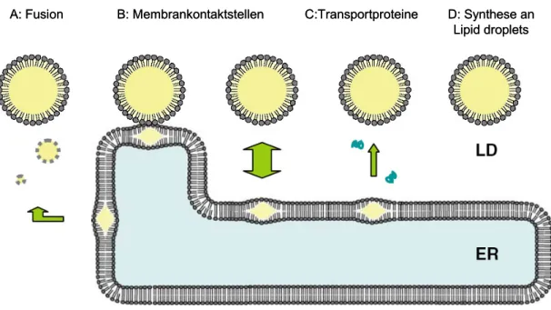 Abb. 1.8: Mögliche Mechanismen für das Wachsen von Lipid droplets. Lipid droplets könnten in ihrer Größe zunehmen, indem sie eine oder mehrere mögliche Mechanismen verwenden
