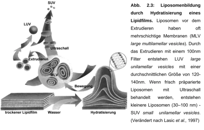 Abb. 2.3: Liposomenbildung durch Hydratisierung eines Lipidfilms. Liposomen vor dem Extrudieren haben oft mehrschichtige Membranen (MLV large multilamellar vesicles)