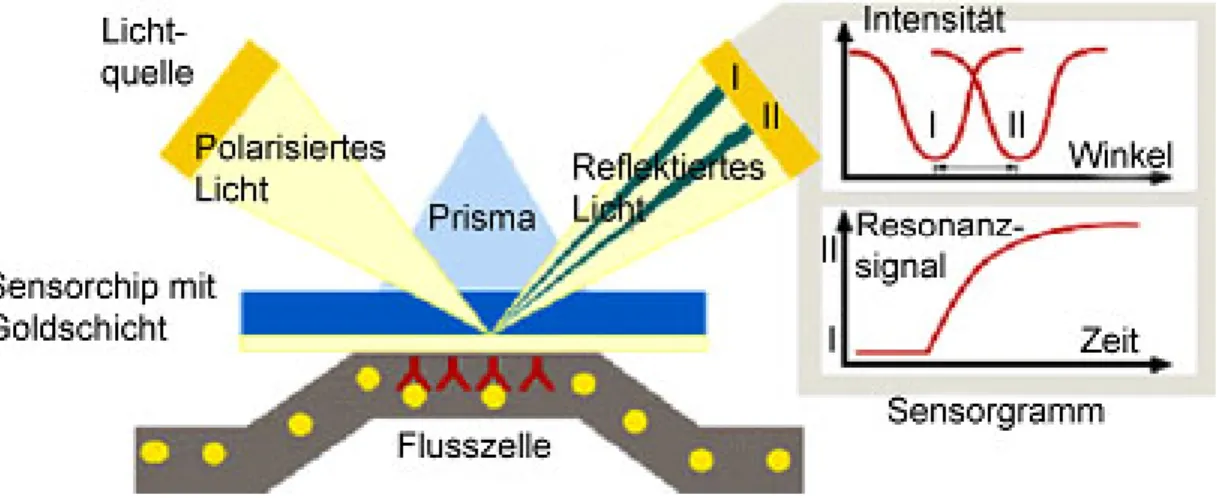Abb. 2.4: Messprinzip des Biosensors. Durch die Oberflächen Plasmon Resonanz entsteht ein Intensitätsabfall im reflektierten Licht