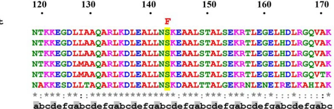 Abbildung 3.2.: Aminosäuresequenzvergleich des Exon 2 der Stabdomäne von Lamin  A/C.  Vergleich der Aminosäurereste 120-170 von Homo sapiens lamin A/C (Hs; GenBank  accession no