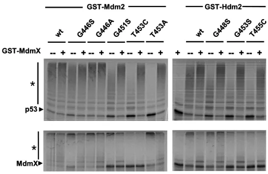 Fig 6.  MdmX rescues the E3 activity of the ligase defective mutants of Mdm2. 
