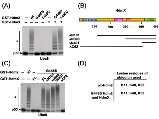 Fig 7.  RING finger of HdmX is necessary and sufficient to rescue the E3 activity of the  ligase defective Mdm2 mutants