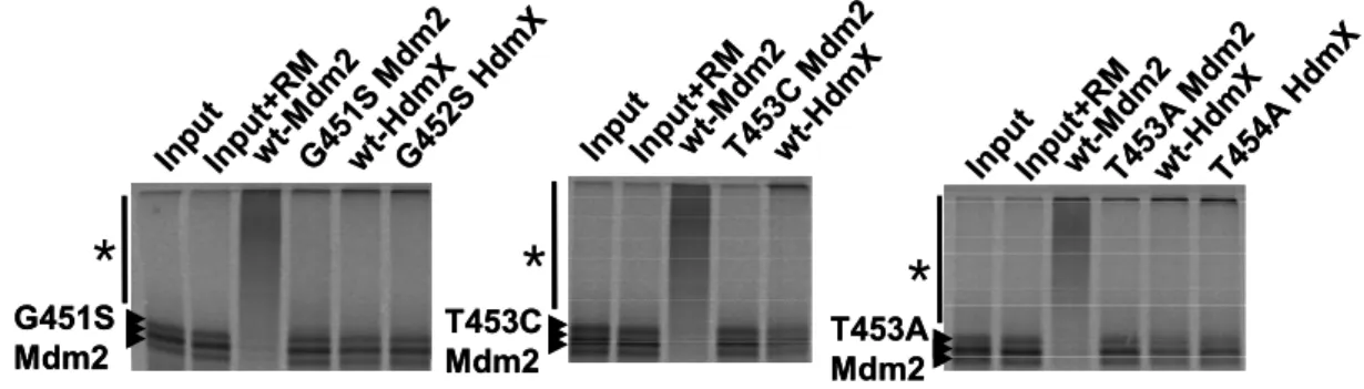 Fig 9.  The Walker A Mdm2 mutants are highly ubiquitinated by wt-Mdm2. 