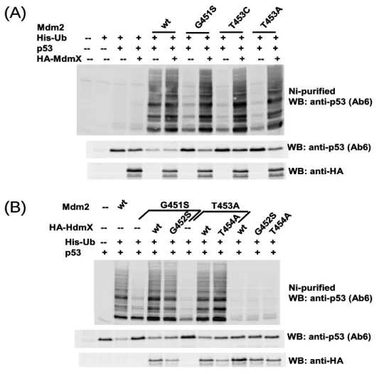 Fig 10.  MdmX rescues the E3 activity of the ligase defective Mdm2 mutants in H1299  cells