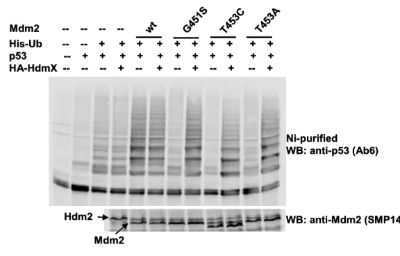 Fig 11.  Effect of MdmX on the Walker A Mdm2 mutants in HEK293T cells. 