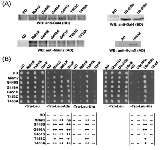 Fig 13.  Interaction analysis of the Mdm2 Walker A mutants by the yeast two-hybrid  system