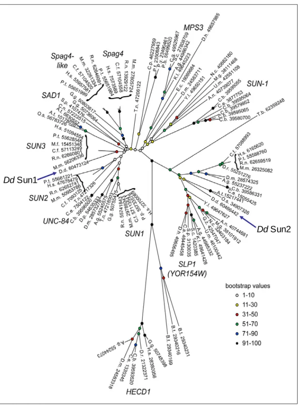 Figure 3: Phylogeny of SUN domain proteins (Jaspersen et al., 2006). SUN domain proteins  are present throughout various species